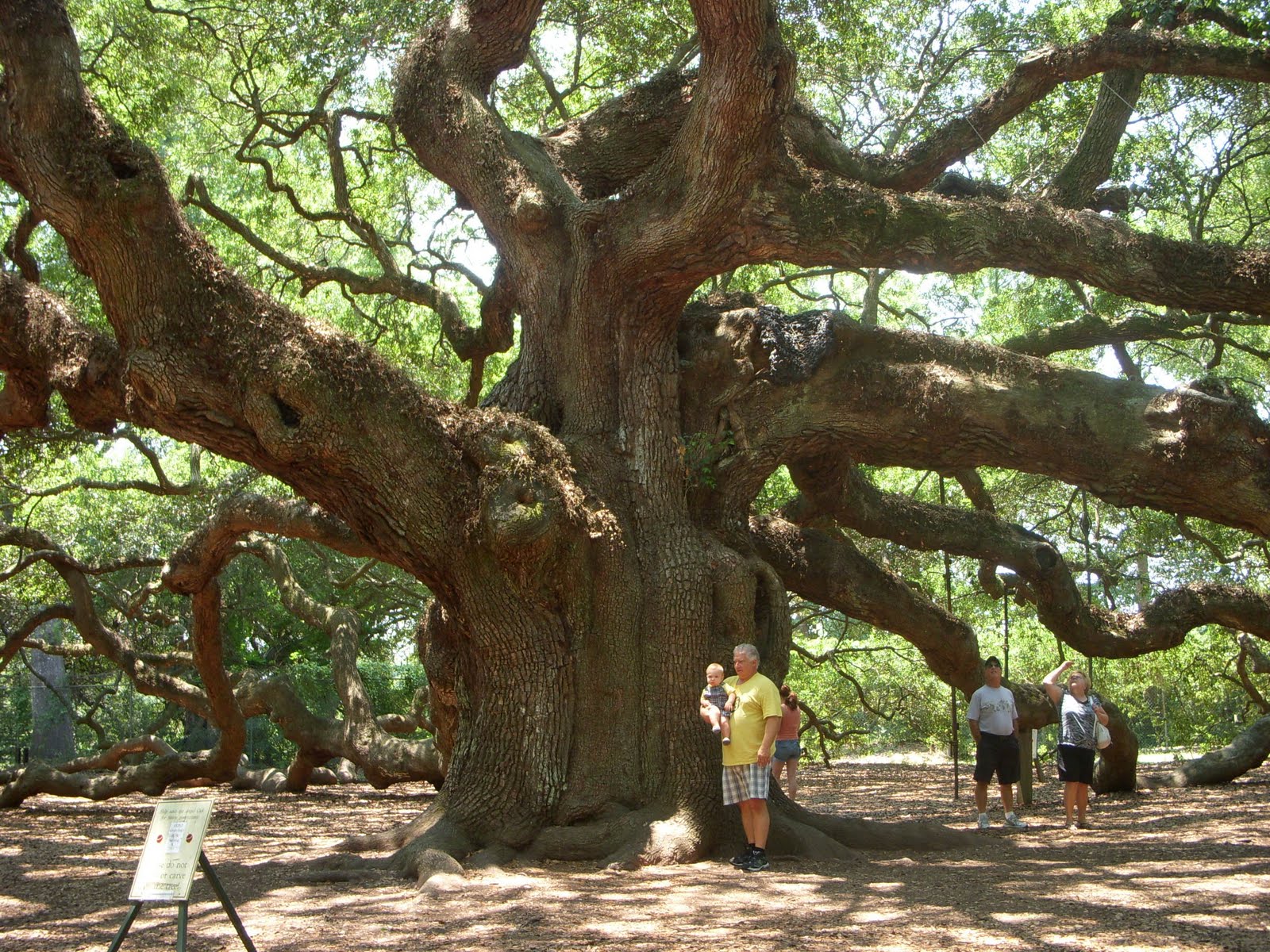 Oregonian in South Carolina! Angel Tree, Folly Beach & our pool