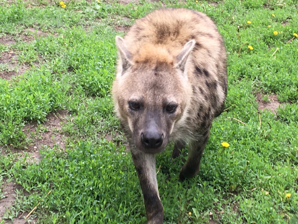 The Zoo Review Zoo Review Sunset Zoo