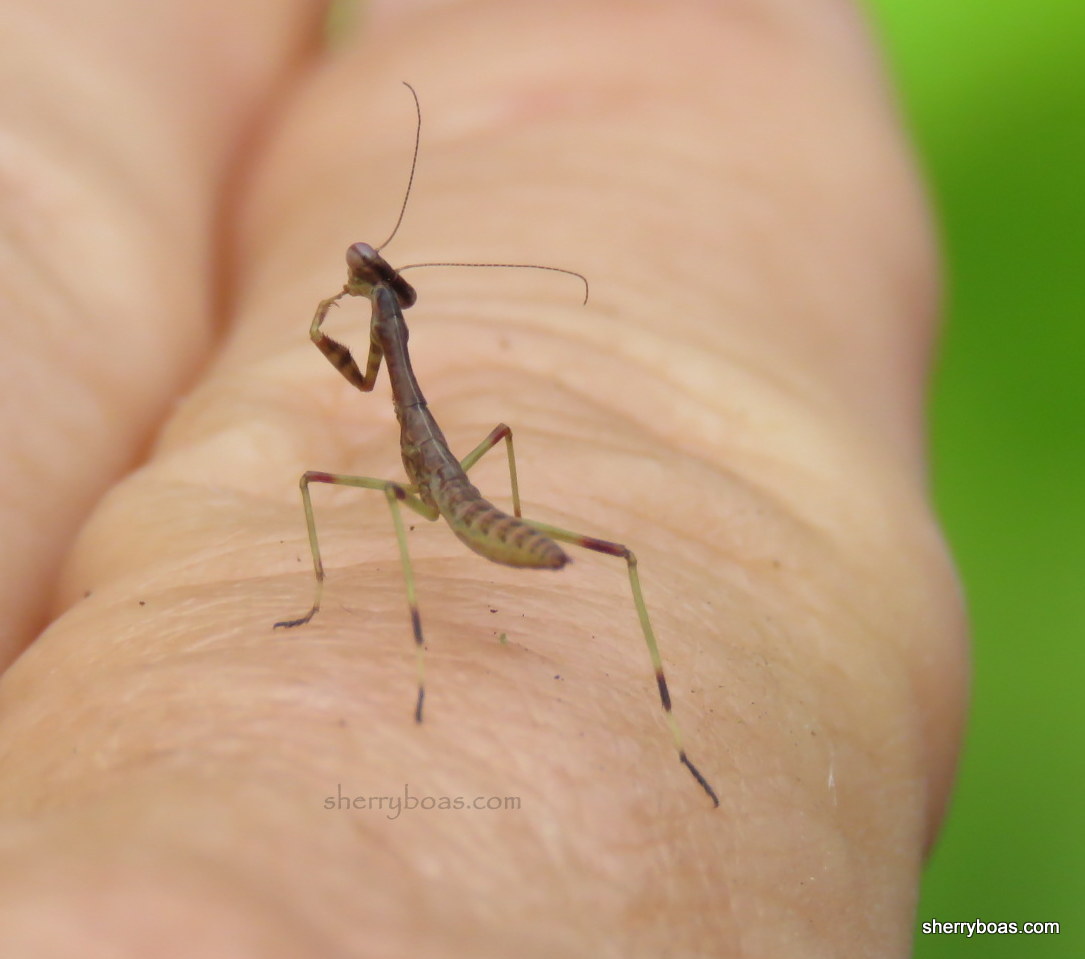 Simply Living Who knew a praying mantis could be this small!