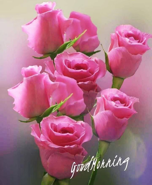 Good Morning Images For Whatsapp Good Morning Images For Whatsapp