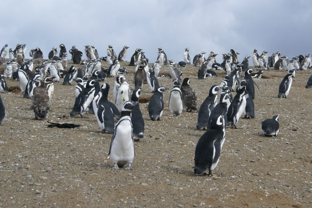 Arie's Travels - World Wide Travel Blog: Penguins in Punta Arenas