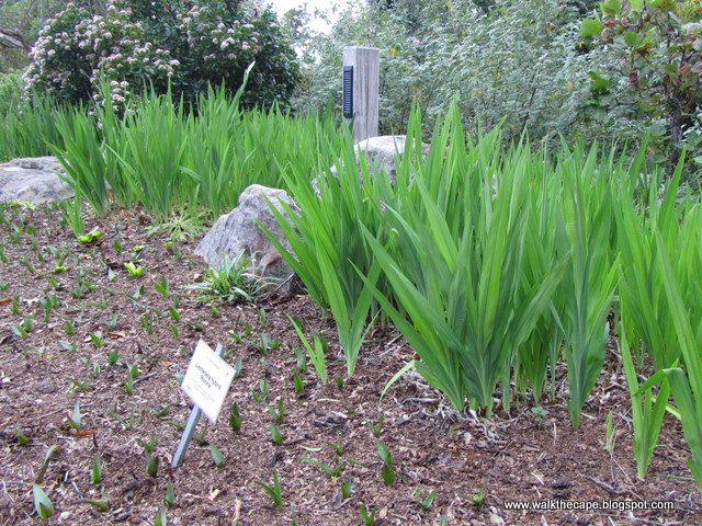 Walking the Cape: Kirstenbosch: 'Allo Aloe