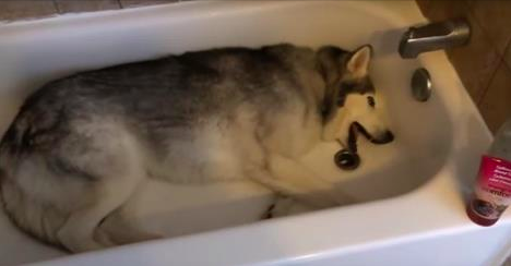 Le Husky est étalé dans la baignoire et hurle à la mort. Mais la raison va vous faire éclater de rire!