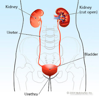 human-kidney