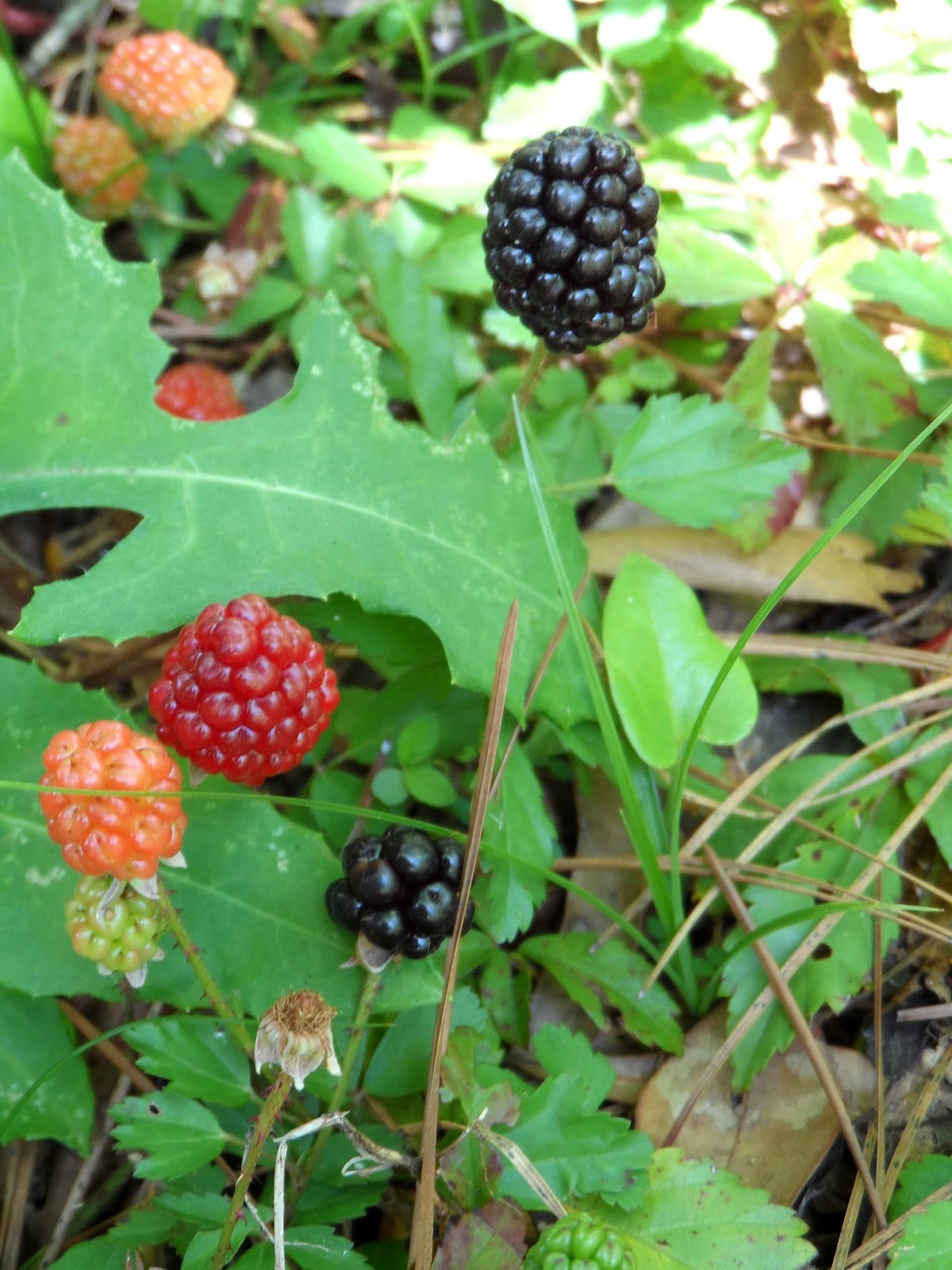 Sunflower Hill Homestead The Dewberries are Ripe!