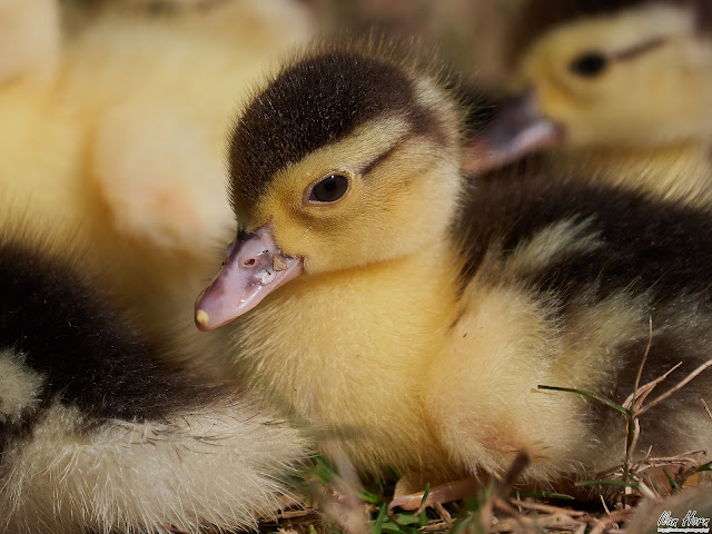 Goose Chick Closeup