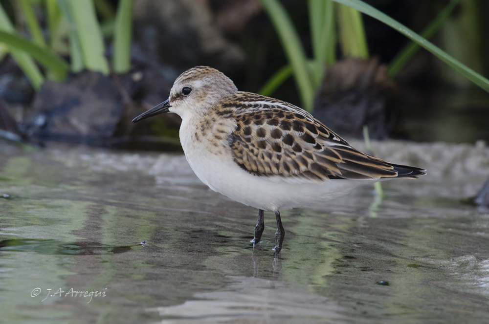 Correlimos menudo, Calidris minuta, Little Stint Correlimos menudo, Calidris minuta, Little Stint