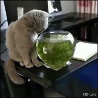 Hilarious Cat GIF • Disaster! Clumsy cat wants to catch fish in fish bowl but fails miserably