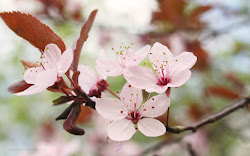 blossom cherry flowers branch flower close pink twig blossoms japanese