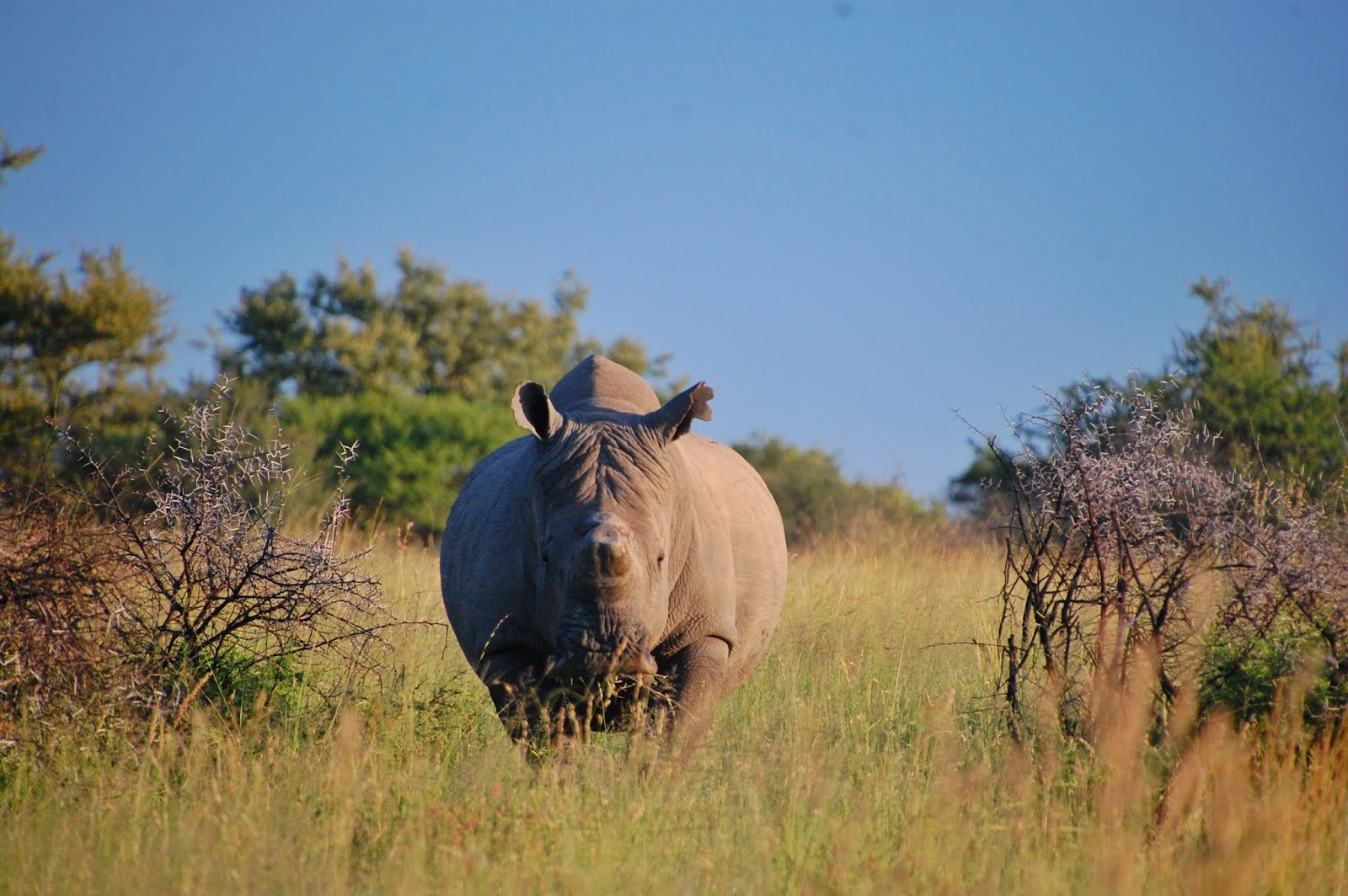 Rhino Horn Trimming Conservation's Expensive Haircut Conservation