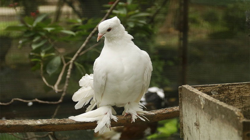 Fantail pigeon, indian fantail, american fantail pigeons
