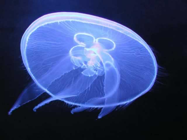  Contoh  contoh  Hewan  Filum Cnidaria  Coelenterata  