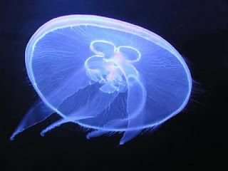  Contoh  contoh  Hewan  Filum Cnidaria  Coelenterata 