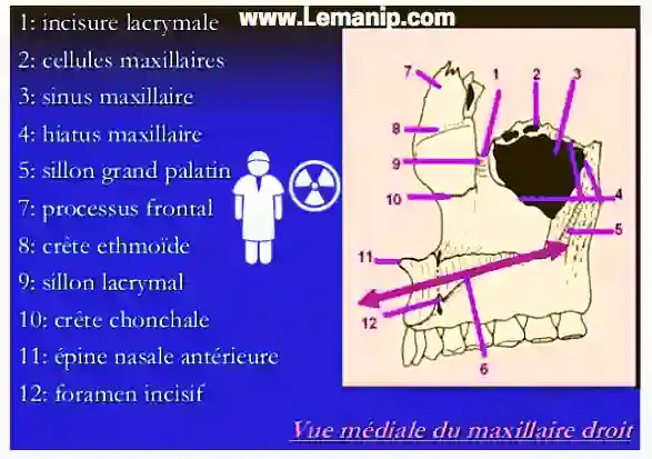 Maxilaire ( machoire ) :Anatomie