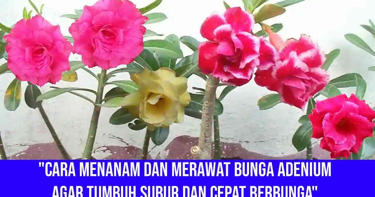 Cara Menanam Dan Merawat Bunga Adenium Agar Tumbuh Subur Dan Cepat Berbunga