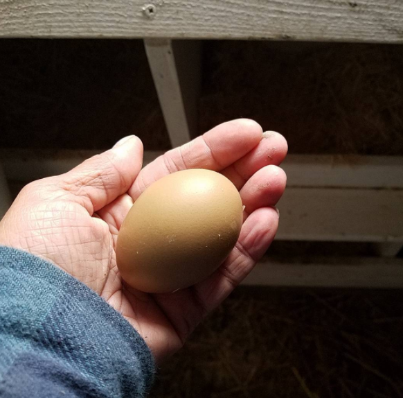 Proper Egg Handling And Storage Fresh Eggs Daily