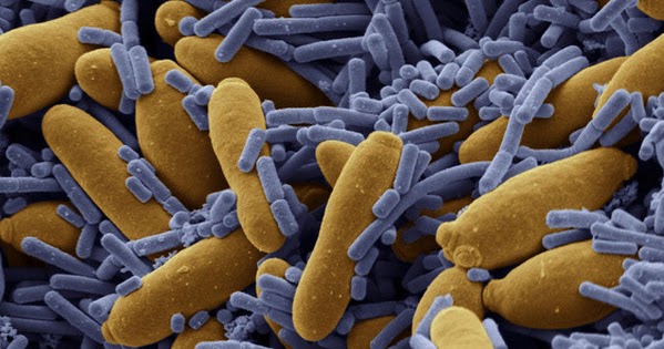 Risultati immagini per batteri