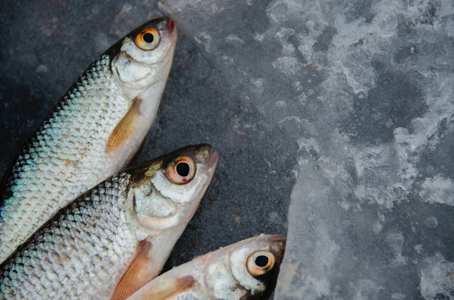 Cara Pilih Ikan Asin Segar Dan Tanpa Formalin Semut Aspal Cara Pilih Ikan Asin Segar Dan Tanpa Formalin Semut Aspal