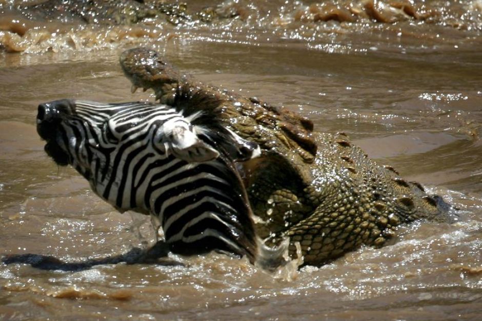 Схватка крокодилов. Нильский крокодил ест зебру. Крокодил разрывает зебру. Крокодил охотится на зебру.