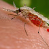 Συμπτώματα της λοίμωξης από ιό του Δυτικού Νείλου, που μεταδίδεται με τα κουνούπια  