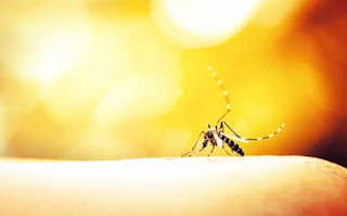 Τσίμπημα από κουνούπι: Πώς θα ανακουφιστείτε χωρίς να ξυστείτε