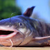 Racikan Umpan Ikan Lele Oleh - www.wheretobuyenfamilfreecoupons.blogspot.com