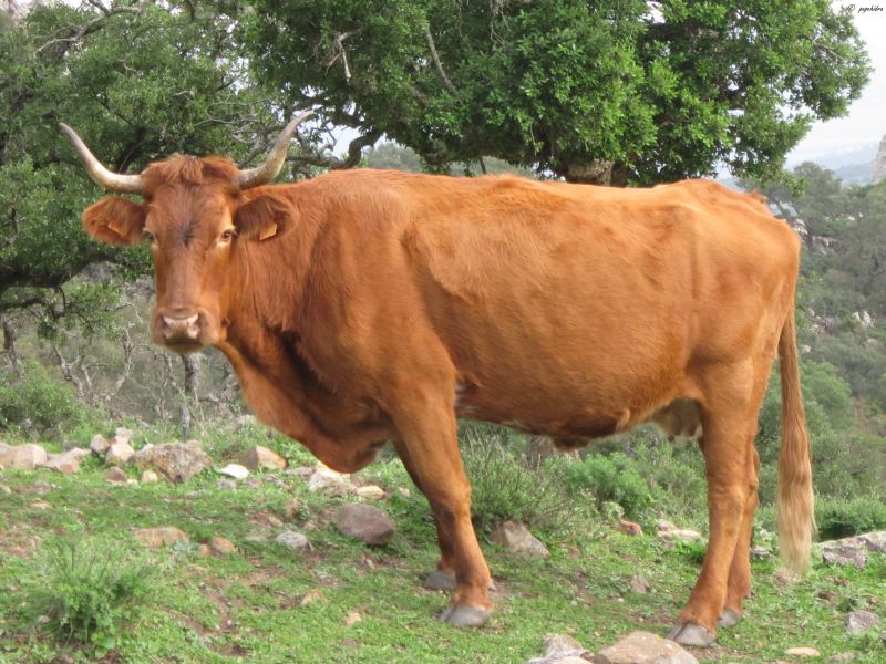 Senderismo por Cádiz: Por la Sierra de la Plata