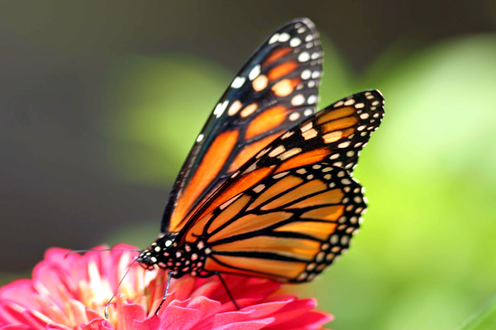 7 wonders of the world: Butterfly Hd Photos & Wallpapers