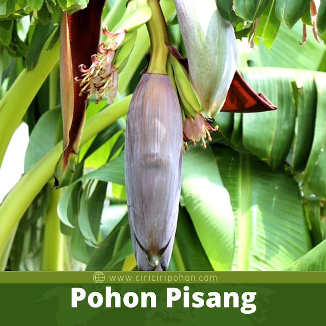 Pohon Pisang