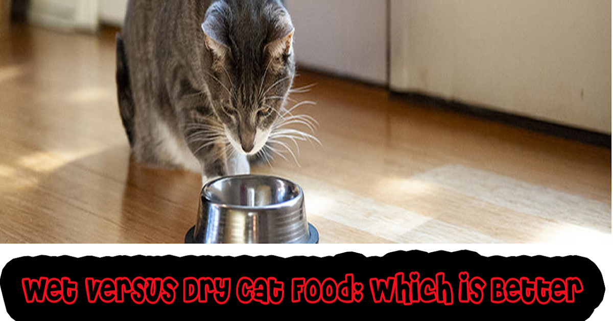 Wet versus Dry Cat Food Which is Better?