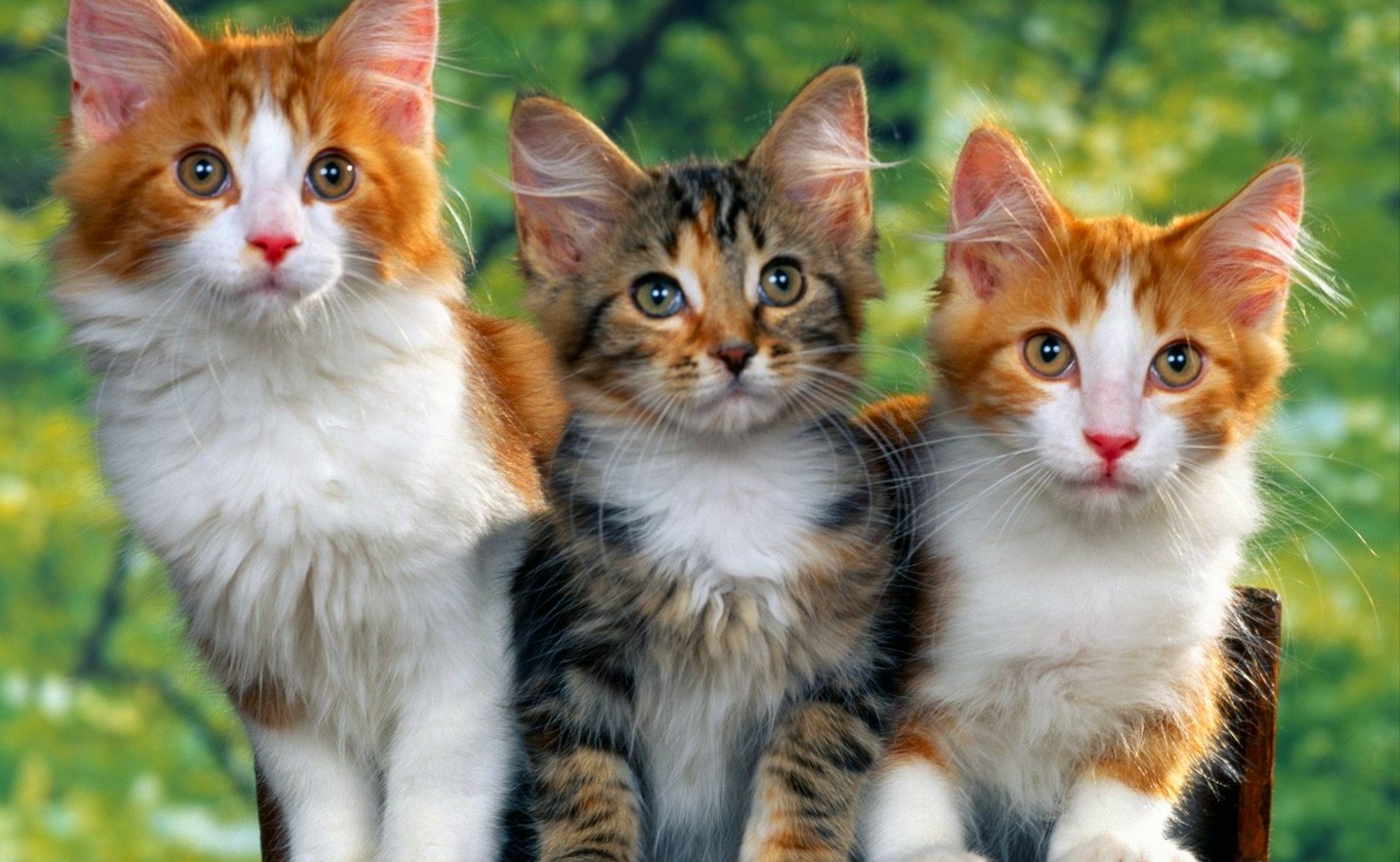 Kumpulan Gambar  Kucing  Imut  dan Lucu KUMPUGAS