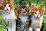 Kumpulan Gambar Kucing Imut Lucu Kumpugas