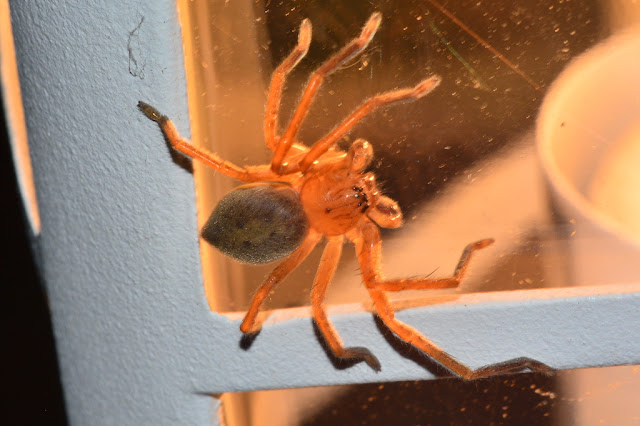 Olios argelasius Olios argelasius