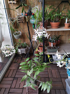 , Epidendrum ibrido Fantasy color, diarid'orchidee