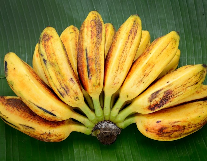 Banana "Saba" or Cardava Banana Health Benefits