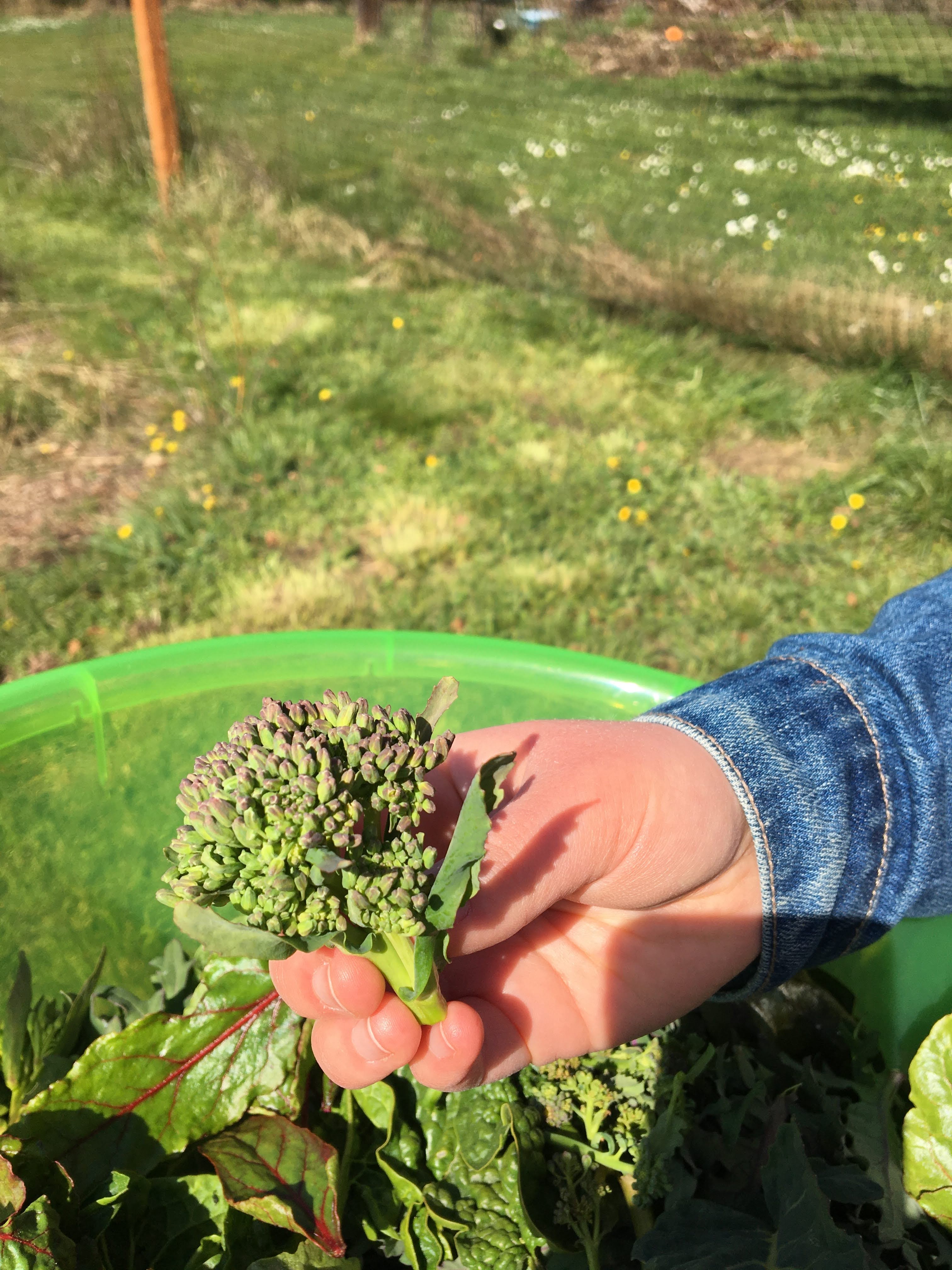 Are Brussels Sprout Flowers Edible?