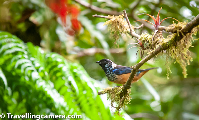 Continuing our encounter with the incredible birds of Costa Rica, in this third part of this series we are going to talk about some of the smaller birds we came across. These were smaller, but no less beautiful when compared with the Quetzals, Macaws, and Trogons. They are not as small as the hummingbirds, but are no less amazing. Hoffman's Woodpecker, Let's start first with the woodpeckers. Costa Rica has about 16 species of Woodpeckers, of which we saw three and were able to click just one. This also turned out to be the most common woodpecker to be spotted on Costa Rica - The Hoffman's Woodpecker. With its yellow nape and striped wings, this woodpecker is fairly easy to spot. We saw this woodpecker hard at work very close to our homestay in Monteverde. Rufous-Collared Sparrow, Sparrows, the next species we are going to talk about, are my personal favorite. In fact, back home in India, noisy and daring house sparrows are always welcome in my balcony. There are about 26 species of sparrows and finches in Costa Rica. We were fortunate to come across a few. The most remarkable was the Rufous-Collared Sparrow. This little bird has a white head with black stripes and a pronounced rufous stripe around the neck. Because of this striking coloration, these birds are easy to spot from a distance. Rufous-Collared Sparrow, These sparrows are found almost everywhere and aren't intimidated by human presence. It is as commonly sighted in suburban settings as in the urban ones, but is mostly missing from densely forested areas. They feed on seeds, fallen grain, insects, and spiders, and are friendly and versatile. Sooty Thrush, Coming to the thrushes, the Sooty Thrush was earlier known as the Sooty Robin. This bird has a brown body with a belly that is several shades lighter than the wings. It has orange beak, legs and a striking yellow or orange eye ring. With a length of about 25 cm, this is a medium-sized bird and is endemic to Costa Rica and Panama. It feeds on spiders and insects and also on small fruit. preferring to hop around in open areas, this bird is quite easy to spot in Costa Rica. Sooty Thrush, Sooty Thrush's relative, the Clay-Colored Thrush (locally known as yigüirro), is the national bird of Costa Rica. We did see this bird, but it was at a distance and we were not able to click it. The bird is slightly smaller than the Sooty Thrush and is unremarkable in appearance. This makes one wonder why a country which is as blessed as Costa Rica, when it comes gorgeous birds, would choose such a plain looking bird as its national symbol. Indeed, when it comes to prettiness, the clay-colored thrush looks plain when compared to the Resplendent Quetzal, Orange-bellied Trogon, or the Scarlet Macaw. What makes it special though is its beautiful song, which can be heard even in urban settings, at the start of the rainy season. Cape May Warbler, A Cape May Warbler was spotted foraging in the undergrowth near the crater of Irazu Volcano. This bird is a rare migrant in Costa Rica and if indeed I have identified the bird correctly then this is one of our most precious photographs from Costa Rica. If this is a Cape May Warbler then it is either a juvenile male or an adult female. The adult male has a striking green back, tiger-like stripes on the chest and a very prominent chestnut cheek patch. It feeds on caterpillars and is also known to sip nectar from flowers or even from hummingbird feeders. Blue-Gray Tanager, Speaking of Tanagers, we were lucky enough to spot three different varieties of these beautiful birds. The one that was easiest to spot was the blue-gray tanager, which we spotted on our way to Jaco beach and also in Monteverde. This bird is one of the prettiest we saw in Costa Rica. I especially loved its icy blue coloration. The bird is usually found in pairs or small flocks and feeds mainly on ripe fruit. However, it is also known to consume insects and nectar. Blue-Gray Tanager, These birds like to nest in semi-open areas and are usually not found in dense forests. They are known to live in parks, forest edges, on roadside trees, and along the rivers. This versatile bird is bold and does not hesitate in nesting close to human population. Spangle-Cheeked Tanager, A remarkable medium-sized bird, the spangle-cheeked tanager is a resident-breeder in Costa Rica. It is usually found in the highlands - at the edge of forests and in semi-open areas. It is usually found in pairs or even in mixed-family feeding flocks. It has dark head, throat, and upperparts. There is a blue-scaling on the breast and wings and tail has blue edging. Its belly is mostly rufous. It feeds on small fruit and also on insects and spiders. Both male and female are quite similar but the blue scaling in males is more pronounced that that in the females. Sooty-capped Bush Tanager, Another resident breeder in Costa Rica, the Sooty-Capped Bush Tanager has a gray head and yellow or olive upperparts and body. The belly is mostly white. Like the Blue-Gray Tanager and the Spangle-cheeked tanager, the sooty-capped bush tanager also likes to live in clearings close to the forests. They are found in mossy mountain forests and likes to feed on small fruit, insects, and spiders. They are often found in small groups or in mixed-species feeding flocks. Tropical Kingbird, The Tropical Kingbird is a kind of tyrant flycatcher that can often be found perched on tree tops and electric cables watching out for possible prey. Once it spots a tasty-looking insect, the kingbird executes stupendous acrobatics to catch the unsuspecting insect. The bird has gray head with a dark eye mask. Its wings and forked tail are brown. Fiercely territorial in nature, the Tropical Kingbird is known for valiantly defending its territory against much larger intruders, such as toucans. Blue-and-white Swallow, The Blue-and-White Swallow can often be seen perched on electric cables. Often seen in small groups, the bird survives mostly on a diet of insects that it catches mid-air. The birds can be seen flying at high speeds and taking sharp turns to catch insects. The bird is identifiable because of its dark blue upperparts, a white neck and belly, and a forked tail. This is one species that has benefited because of deforestation, as it has led to an increase in the suitable habitat. Orange-fronted Parakeet, We spotted orange-fronted parakeets in Monteverde town. This was a large flock with close to 50 birds. This is not surprising because these parakeets are known to stay in large flocks, some as large as 100 birds. These parakeets are easily recognizable because of its blue crown, blue wings and a blue tail tip. It has an orange forehead and a bright yellow ring around the eye. The bird feeds on seeds, flowers, and fruits. Though the bird is not yet endangered, its numbers have gone down because of illegal pet trade. Great Kiskadees having a discussion mid-air, Boisterous and fearless, the Great Kiskadee is a tyrant flycatcher and can easily be spotted in various parts of Costa Rica. We saw it near Irazu Volcano and also in Monteverde. This is a large flycatcher, but is easily confused with lookalikes such as the social flycatcher and the boat-billed flycatcher. It is distinguishable because of a hint of red in its wings. Great Kiskadee, The Great Kiskadee is so named because of its call, which goes "Kis-ka-dee", and is at times abbreviated to "Kis-ka". The birds are almost never silent, so if they are around, you are unlikely to miss them. Though the Great Kiskadee is a flycatcher, it feeds on a variety of food - insects, rodents, fruits. These birds are monogamous and territorial. White-naped Brush Finch, The last bird we will talk about in this post is the white-naped brush finch. The finch is identifiable by the yellow patch on its throat and a white line in the middle of its head. Its belly is gray or white and in some subspecies, it may also be yellow. It forages on the ground, in the undergrowth, and is often seen in small family groups. We will talk about a few more birds we came across in Costa Rica in the last post in this series. Stay tuned. 