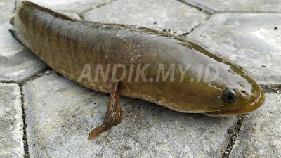 ikan gabus, kesehatan, albumin, ikan lele,