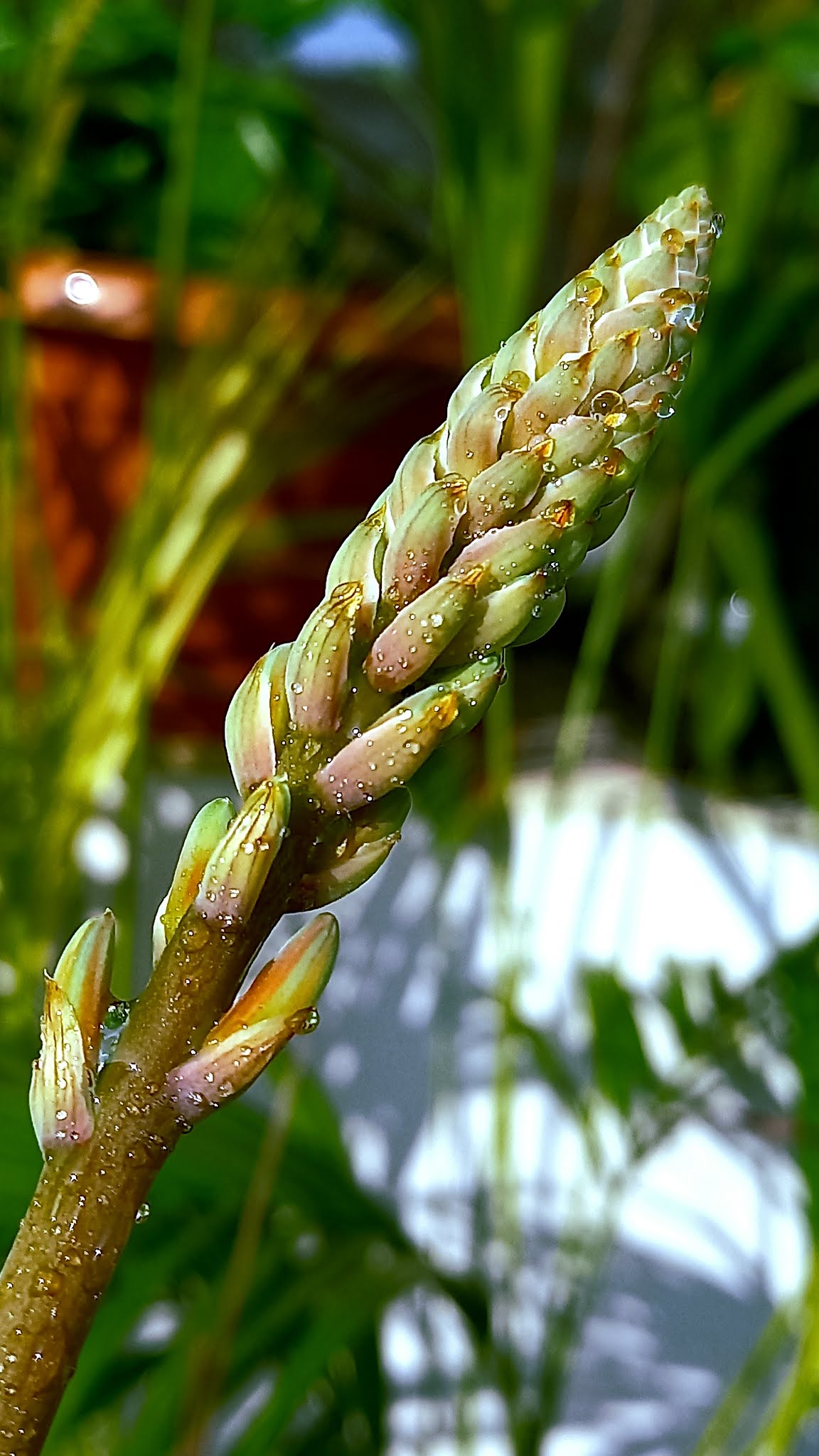 Aloevera flower Buds images