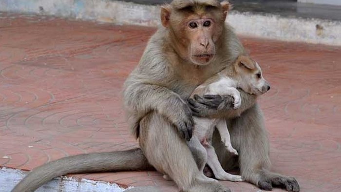 Monyet rhesus mengadopsi Anak Anjing di Erode India, video topeng monyet lucu, ciri ciri jenis monyet youtube, cerita anjingkita, gambar video anak anjing lucu, perlengkapan dan makanan anjing