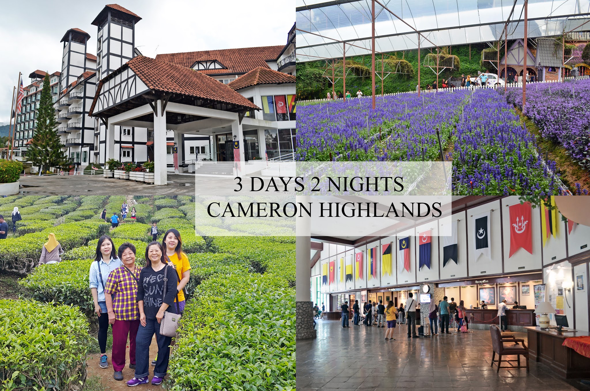 Cameron highland strawberry farm essay picture