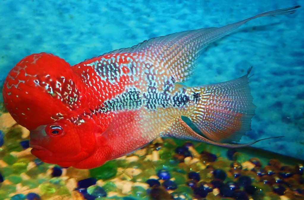 9 Best Flowerhorn Types