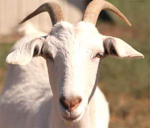 don goat