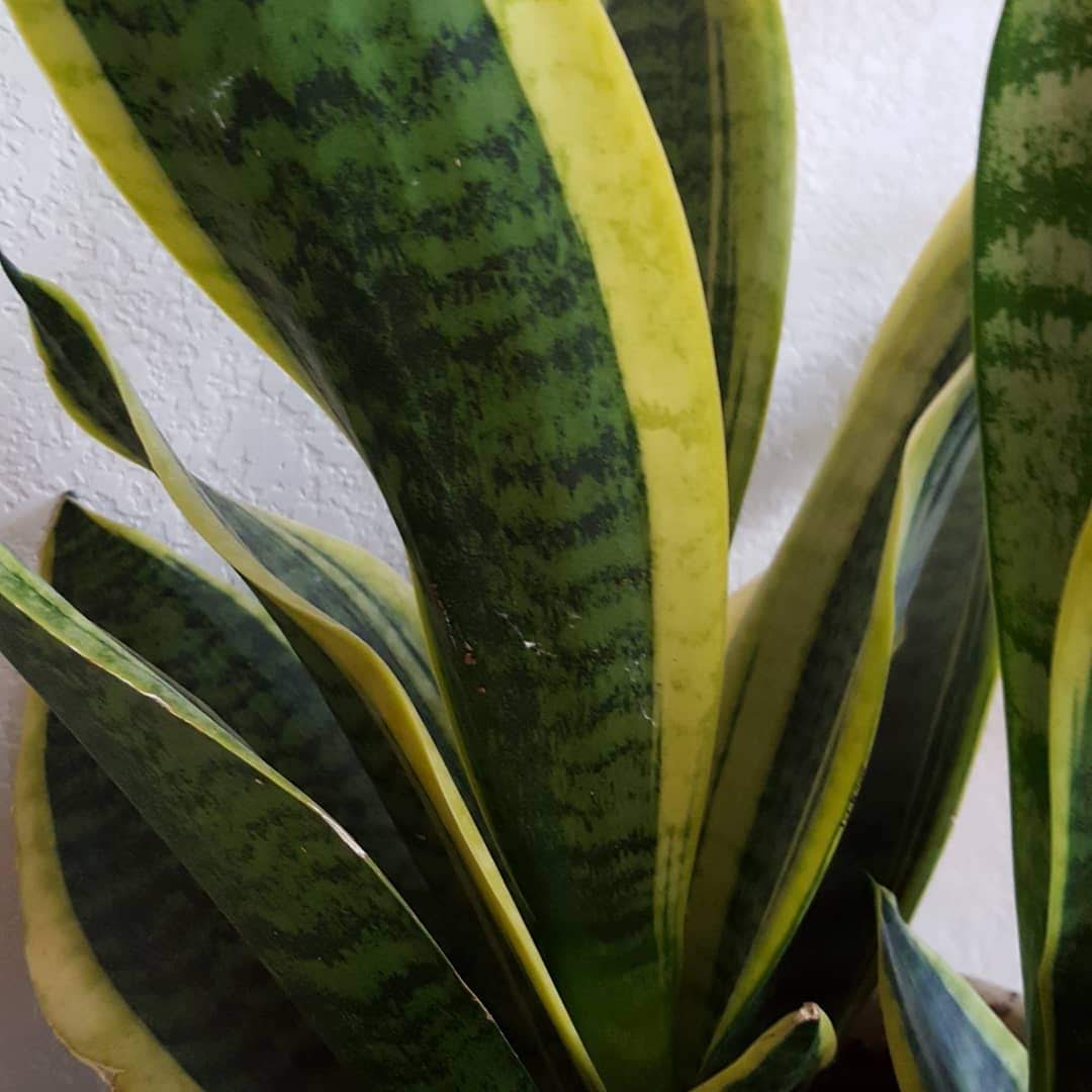 Ask The Plant Chick What�s a Chimera? Ask The Plant Chick What�s a Chimera?