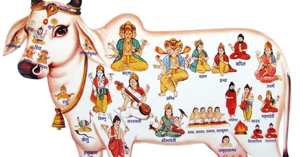 Um novo olhar - Setas para o infinito: Kamadhenu - Gaumata - Vaca Sagrada