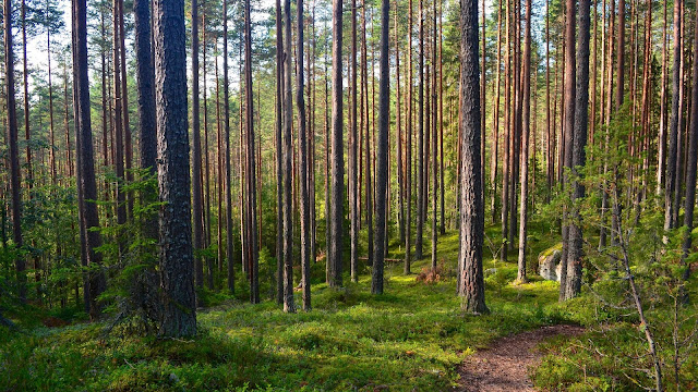 Pine Forest Wallpaper, Path, Nature