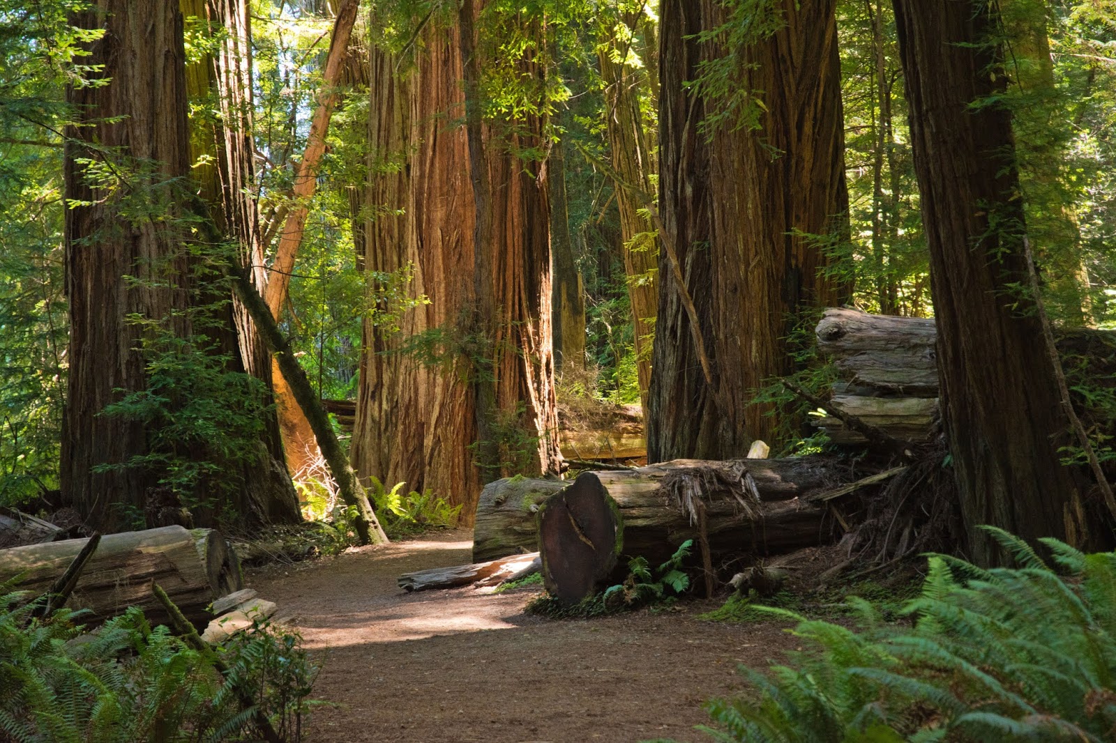 Hiking Shenandoah Stout Grove