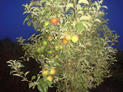 Manzanas