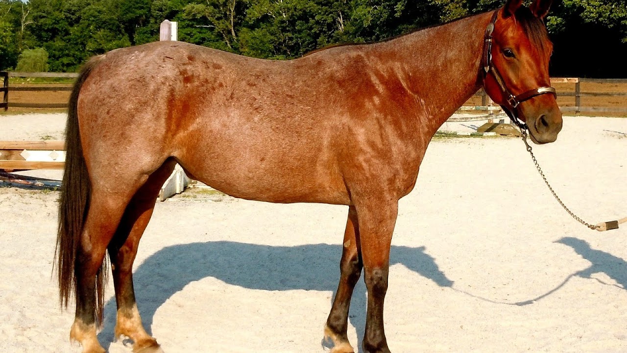 Quarter Horses For Sale In Horse Choices