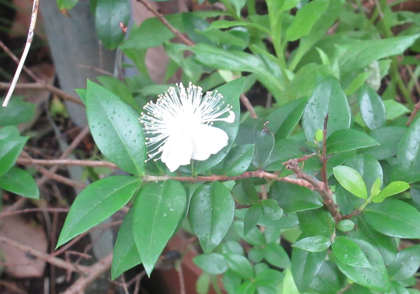 店主の独り言 By たぶのき ミルテ